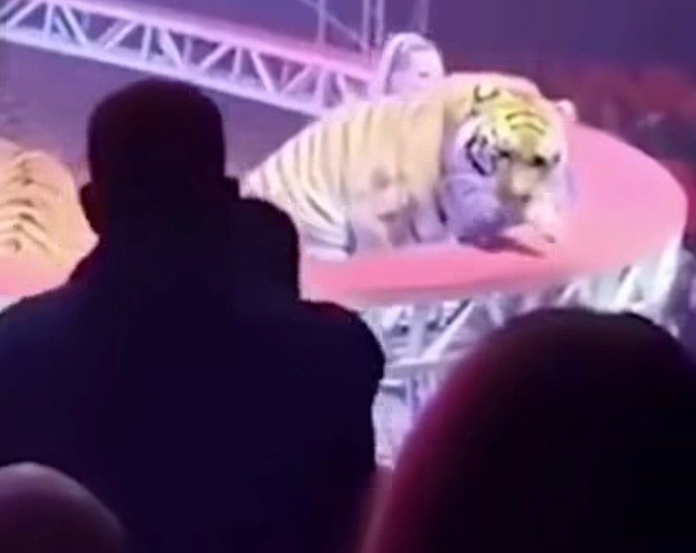 VÍDEO: Tigre escapa durante apresentação de circo na Rússia e causa pânico entre espectadores