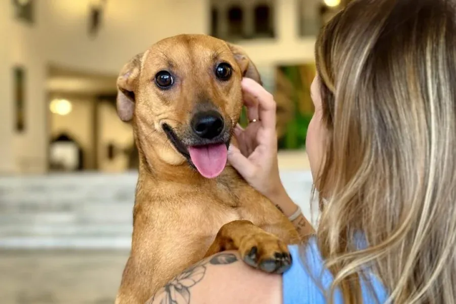 Pets também têm problemas de saúde mental; saiba como identificar