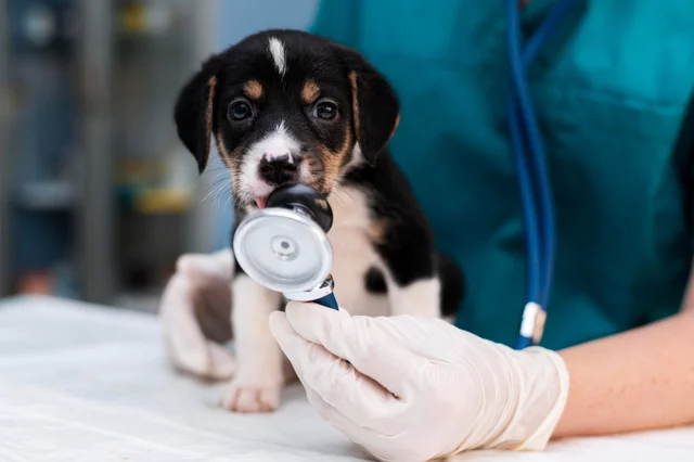Exercício ilegal da medicina veterinária passa a ser crime no Brasil