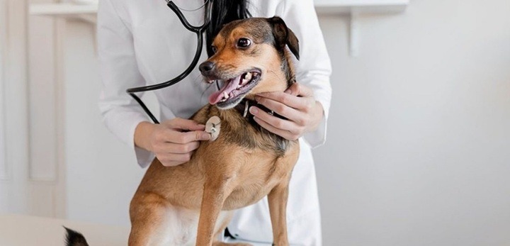 Comissão da Câmara aprova piso de R$ 10 mil para veterinários e zootecnistas