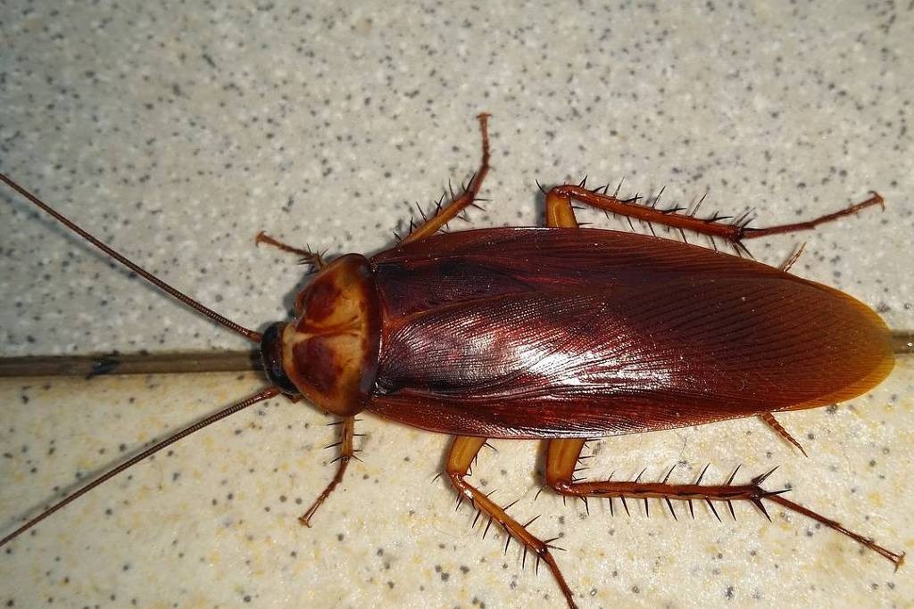 O que atrai baratas? Saiba como evitar a presença do inseto dentro de casa