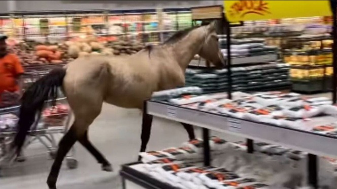 VÍDEO: Cavalo invade supermercado, provoca correria e viraliza nas redes