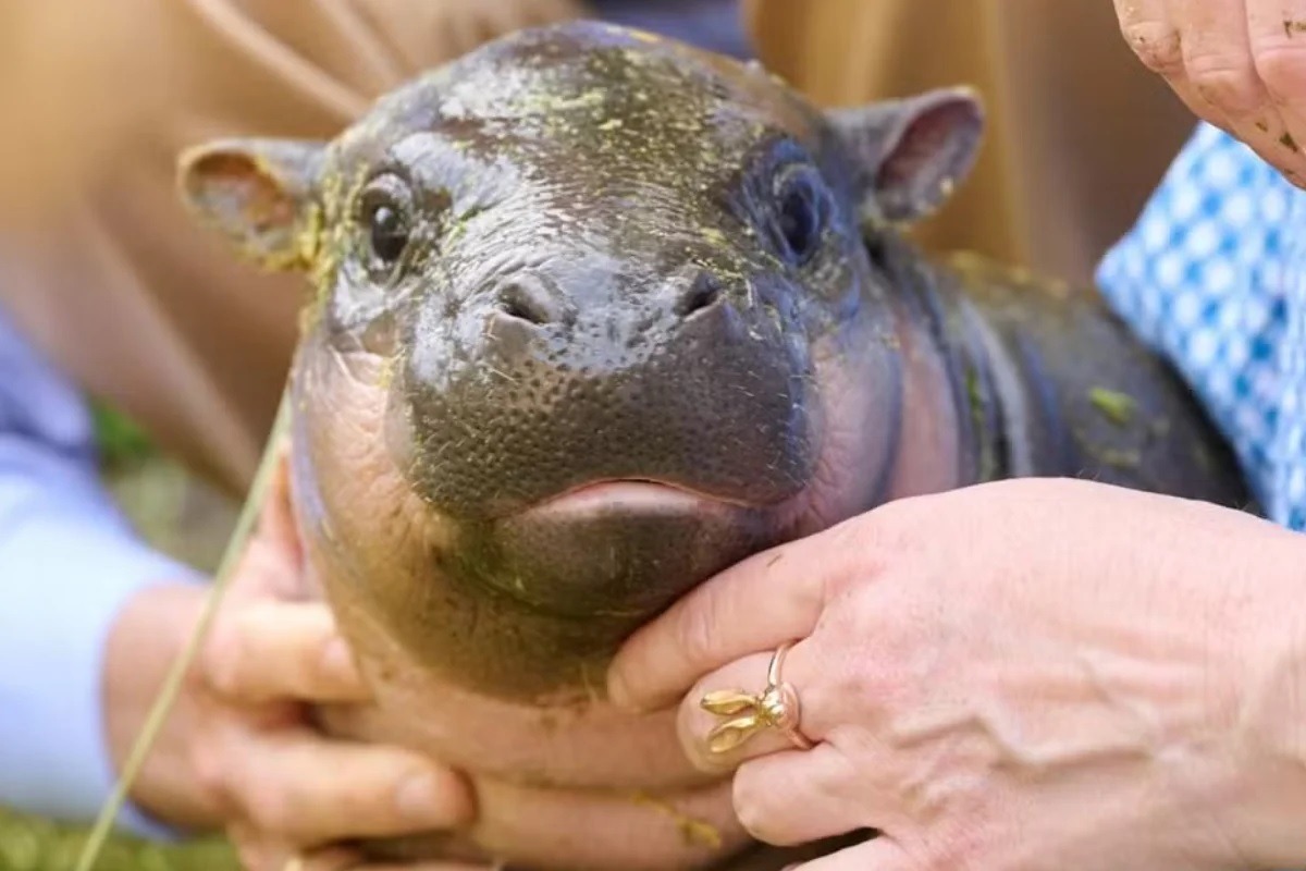 Pãozinho: zoológico apresenta filhote rara de hipopótamo ameaçado de extinção