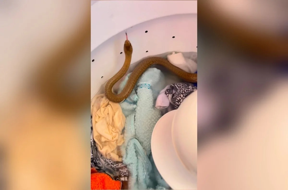 [VÍDEO] Susto: cobra é encontrada dentro de máquina de lavar roupas