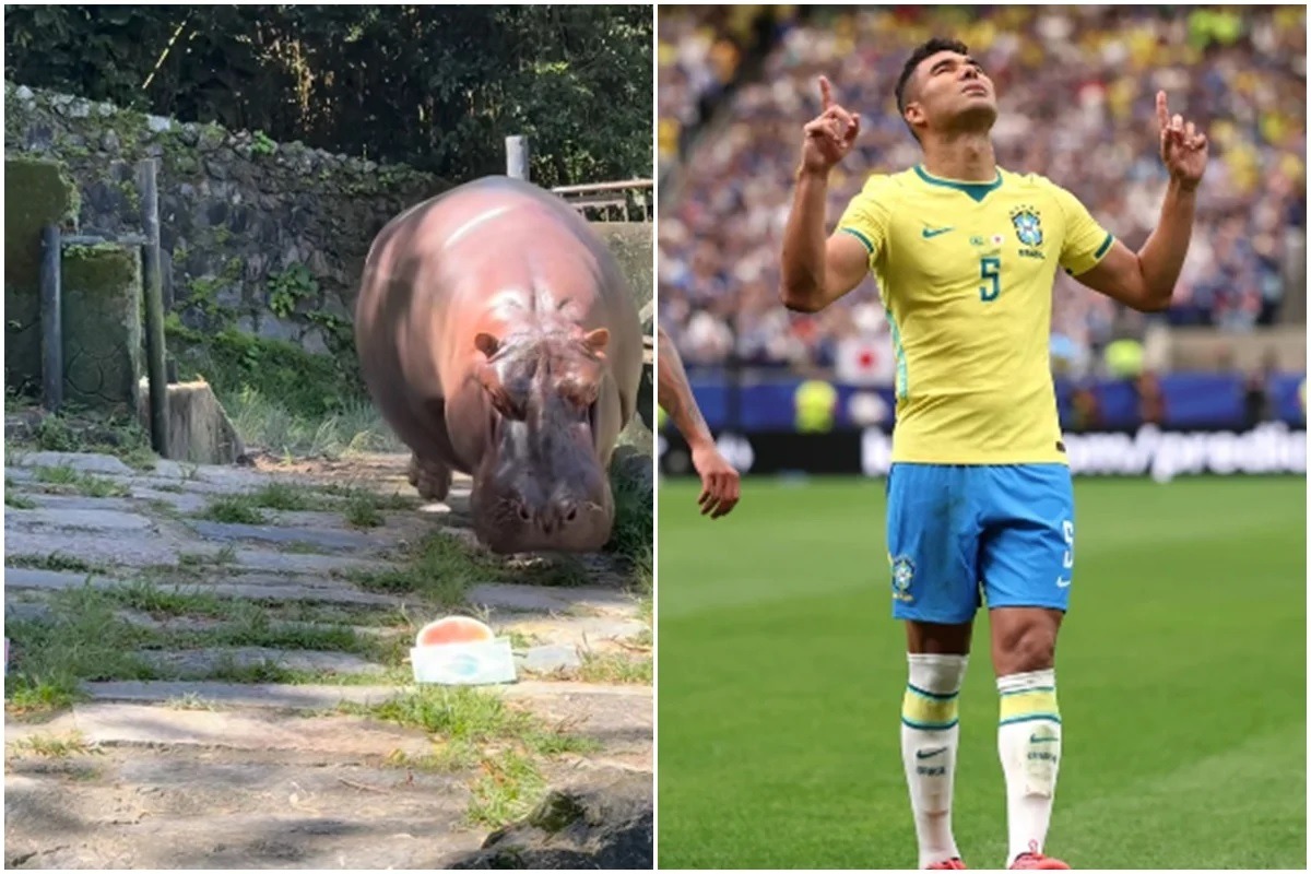 [VÍDEO] Hipopótamo viraliza com previsão para Brasil x Noruega