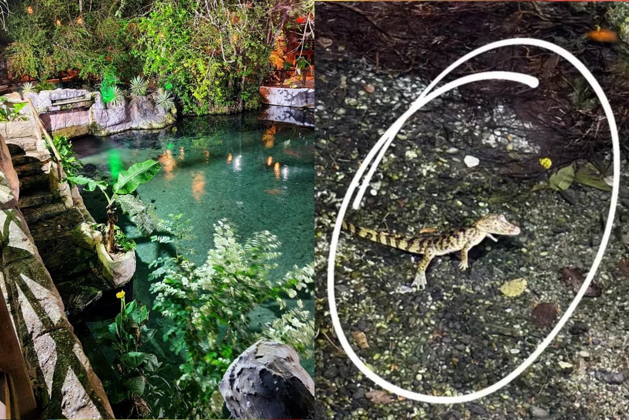 Olheiro de Pureza é fechado após aparecimento de jacaré no local