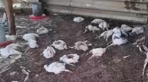 Cães invadem galinheiro e matam 150 frangos na região do Seridó