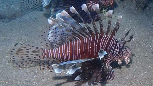 Cidade do RN oferece R$ 3,5 mil em torneio para combater avanço do peixe-leão