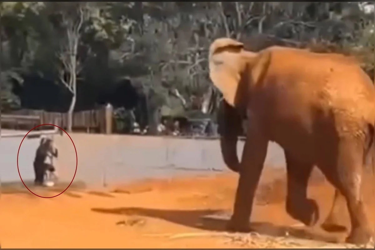 [VÍDEO] Loucura? mulher invade recinto de elefante em zoológico e corre em direção ao animal; veja cena