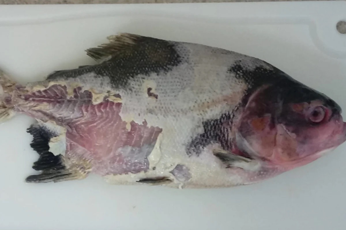 Peixes de criação brasileira são diagnosticados com bactéria grave