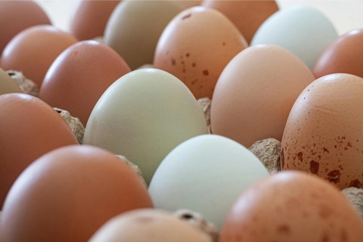 Risco de salmonella leva a recall de 1,59 milhão de dúzias de ovos