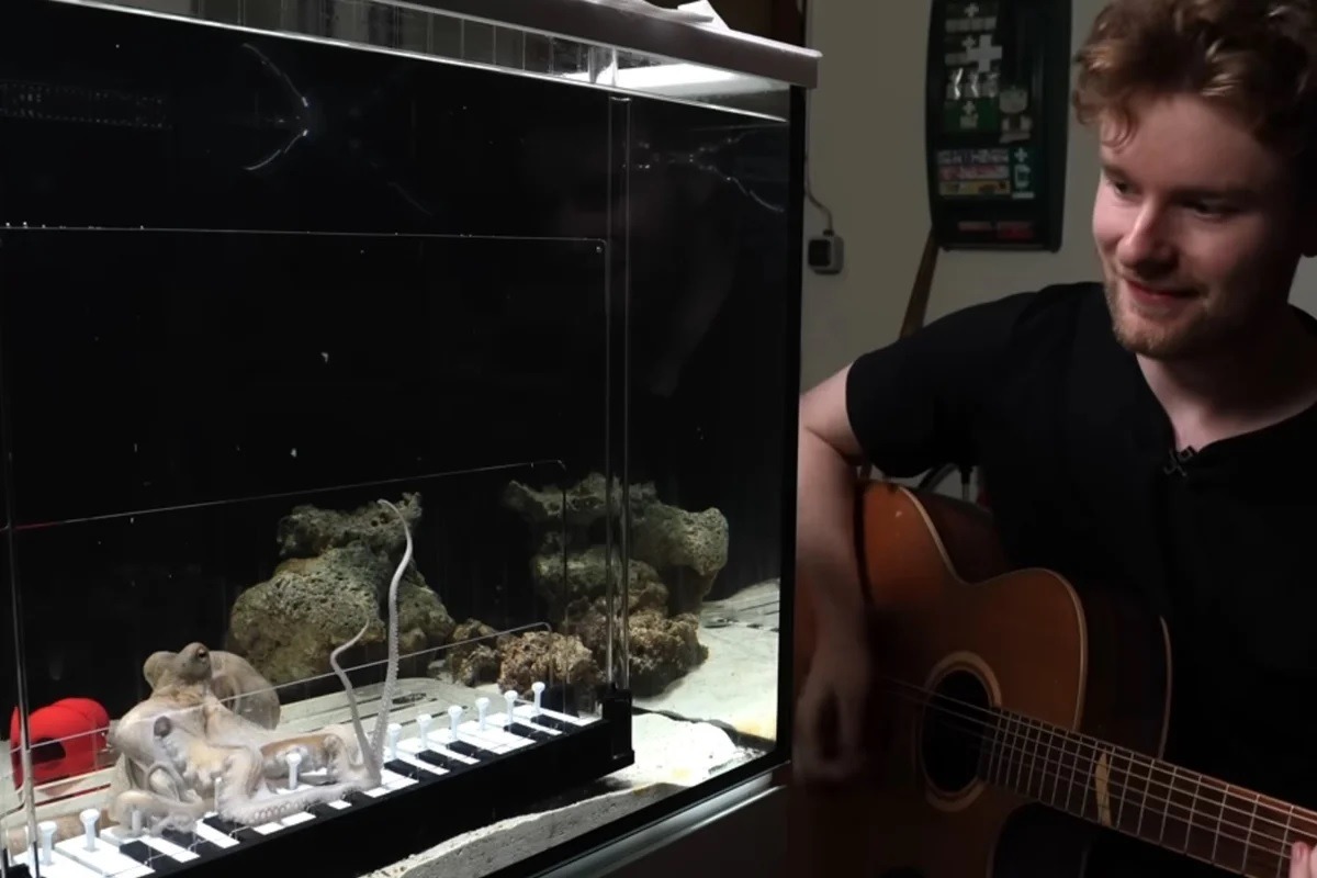 [VÍDEO] Jovem compra polvo vivo em mercado e ensina animal a tocar piano