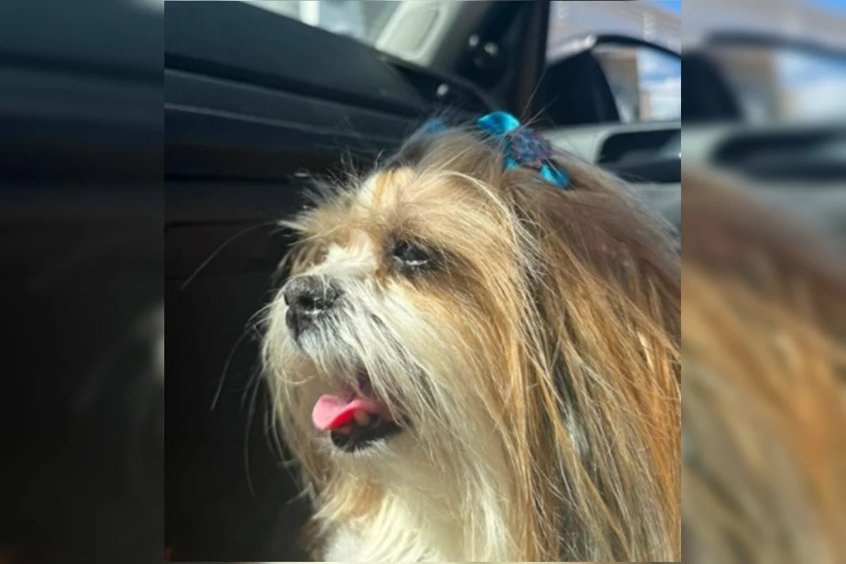 Polícia investiga morte de shih tzu encontrada enterrada em matagal