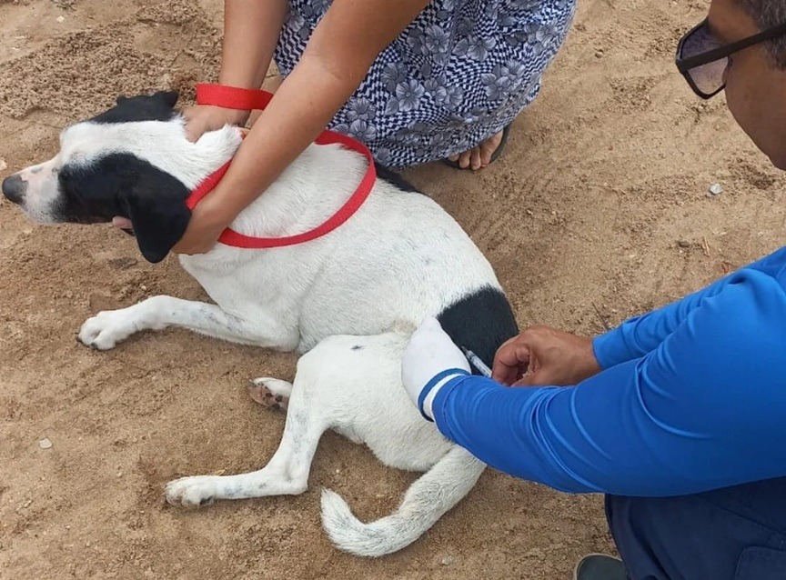 Natal segue com vacinação antirrábica neste sábado; veja locais