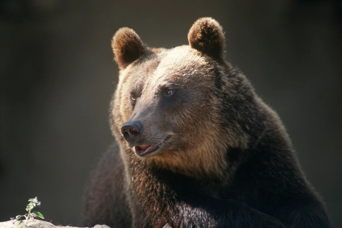 Mulher usa jiu-jítsu para se defender de urso-pardo durante ataque