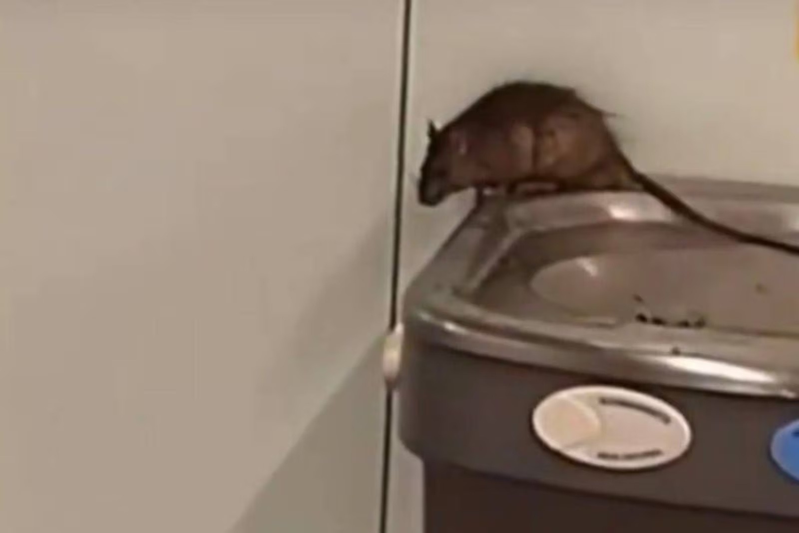 VÍDEO: Rato é flagrado em bebedouro do Aeroporto Internacional de Guarulhos