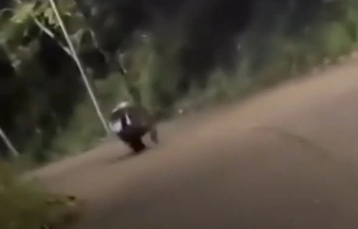 [VÍDEO] Hipopótamo persegue carro em estrada