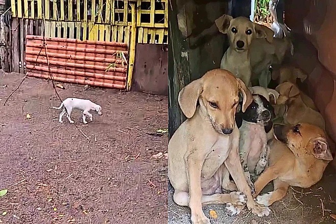 Mulher segue cachorrinho e acaba descobrindo esconderijo de vários 'Coitadinhos da Silva'
