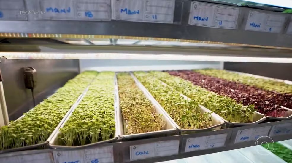 Fazenda vertical produz 25 tipos de hortaliças em sala comercial e fatura R$ 50 mil por mês