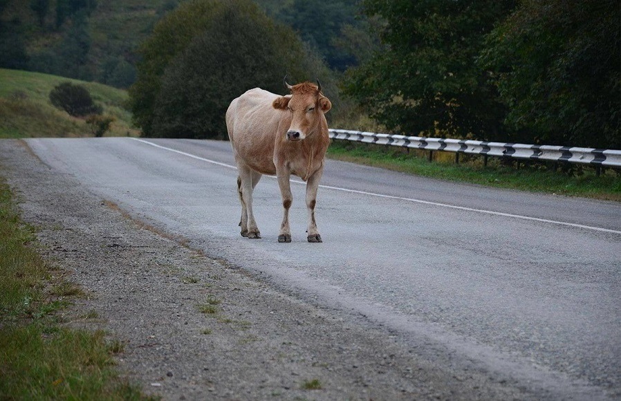 Motorista bate em garrote solto em estrada no RN e dono do animal é condenado a pagar R$ 6,5 mil