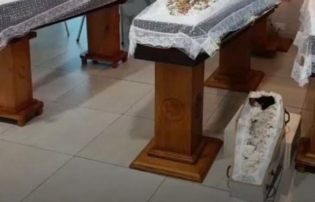 Cachorrinha que morreu em grave acidente junto com tutor e suas duas filhas, é velada ao lado da família