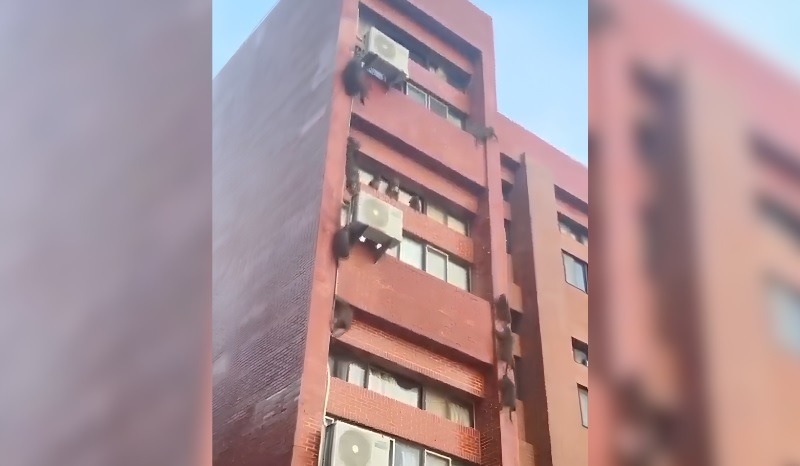 [VÍDEO] Macacos invadem prédio de universidade e roubam comida de alunos