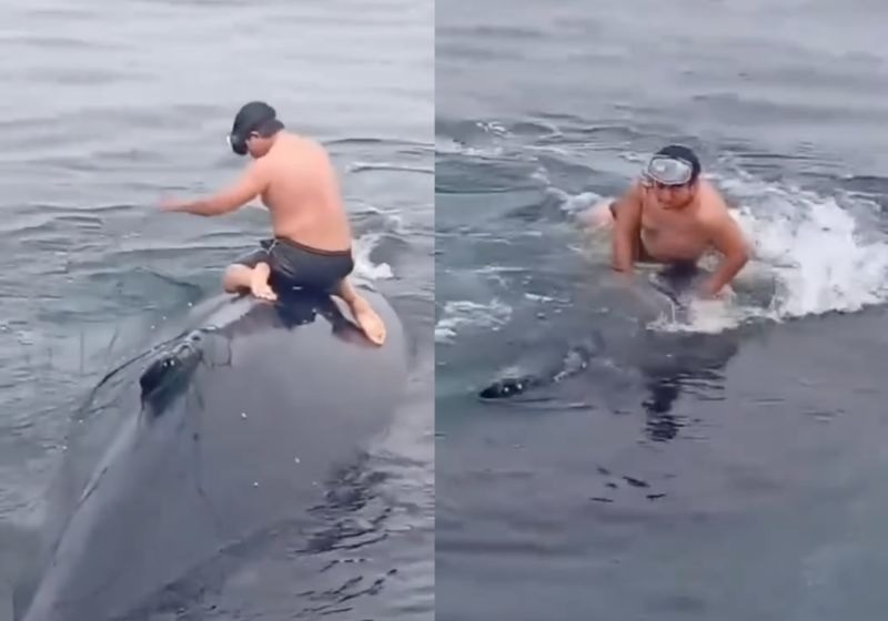 Pescador sobe em baleia presa no mar, corta a rede e salva o animal