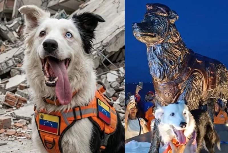 Cão Tsunami que salvou pessoas no terremoto ganha estátua