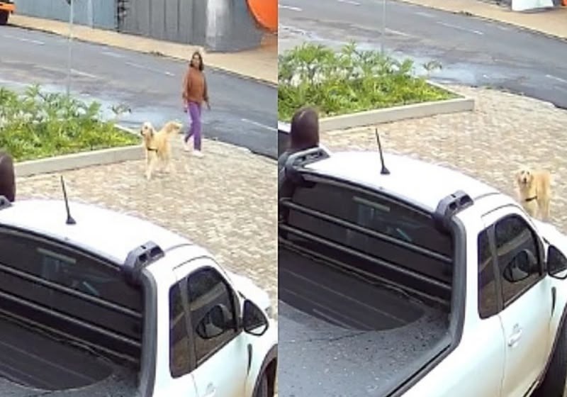 Golden entra sozinha no carro de casal que sonhava ter um cachorro e é adotada
