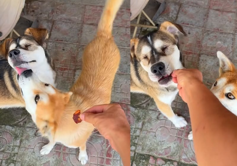 Gentileza: cão cede petisco para amigo cego comer primeiro e gesto viraliza