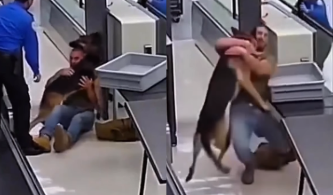[VÍDEO] Após 12 anos, cão policial reencontra antigo tutor em aeroporto e cena emociona passageiros