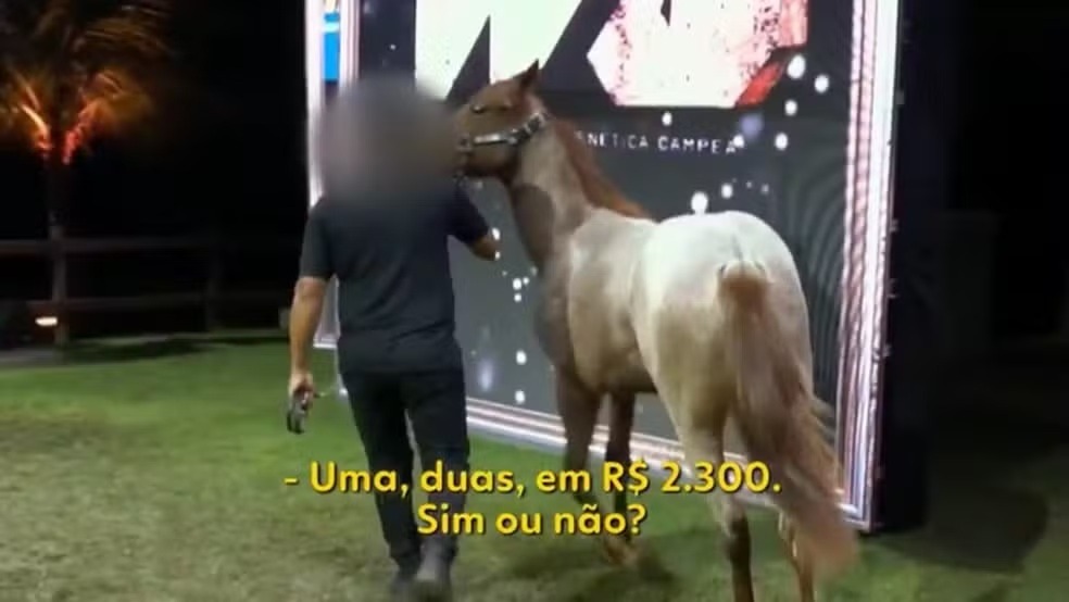 Grupo ligado a facção mantinha haras no RN e usava cavalos e shows de forró para movimentar dinheiro do tráfico