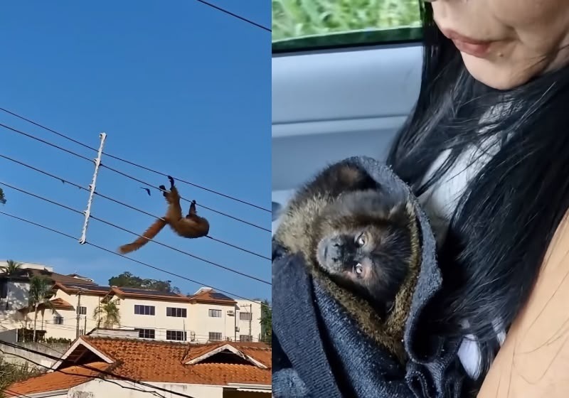 [VÍDEO] Mulher socorre macaco após choque em fios e faz massagem cardíaca até ele reagir