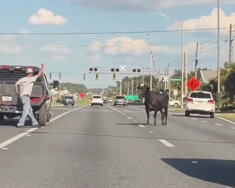 VÍDEO: Vaca escapa de leilão de gado e causa caos entre os carros em estrada