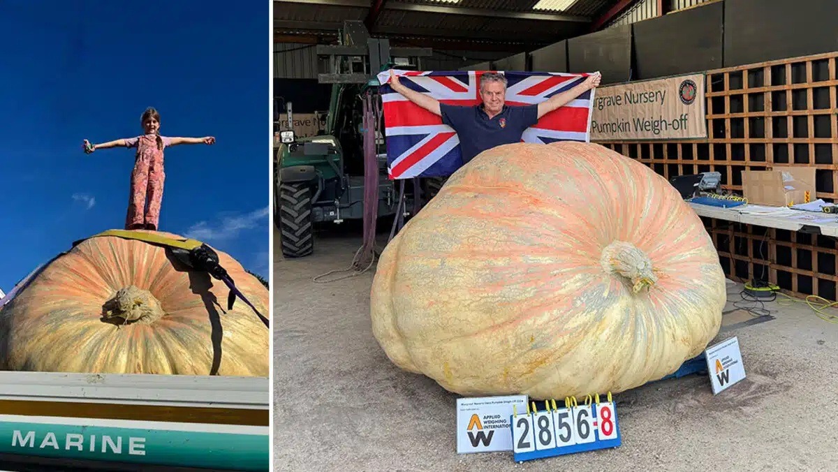 Abóbora gigante pesa mais que rinoceronte e conquista recorde mundial