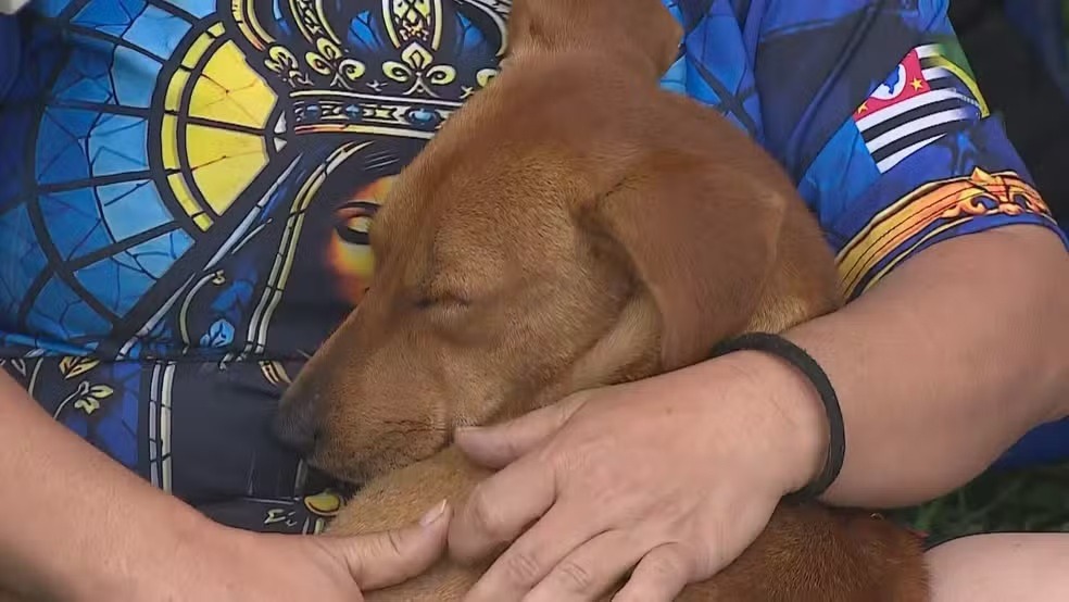 [VÍDEO] Cachorro caramelo segue romeiros e é adotado durante peregrinação até Aparecida: 'Parte do grupo'