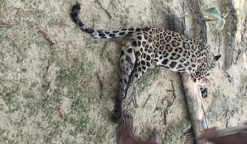 Menina de 8 anos é atacada por onça e fica em estado grave