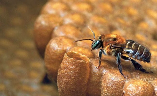 Cadeia produtiva da abelha sem ferrão é fortalecida com legislação no RN