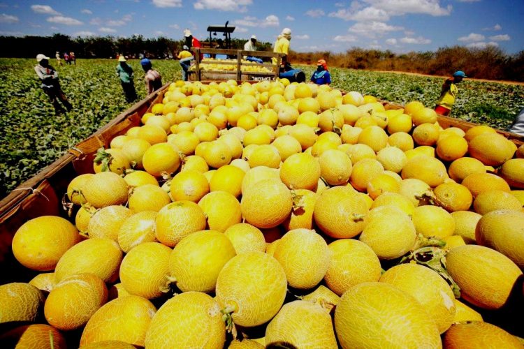 China teme mosca e trava compra do melão potiguar