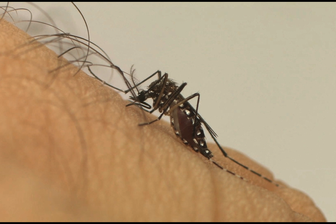 Casos de chikungunya aumentam 121% no RN em relação a 2018