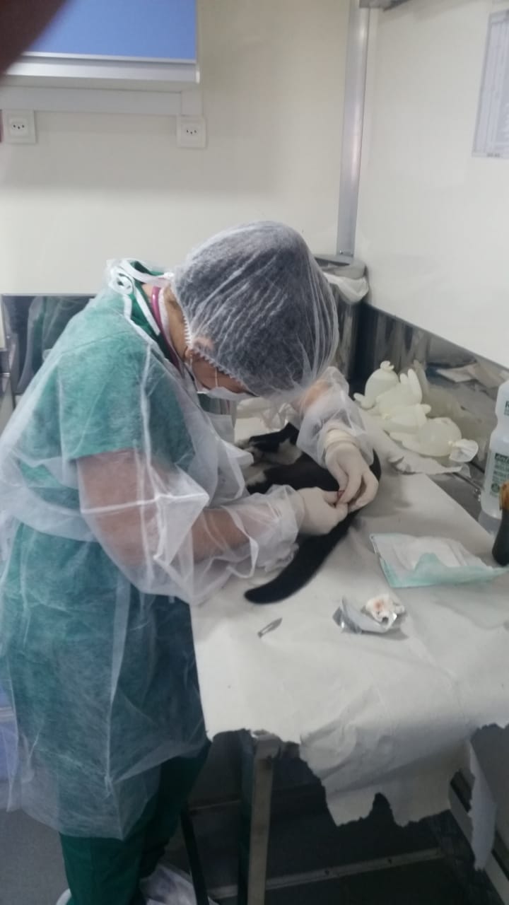 Mutirão realiza castração de 108 animais em Natal