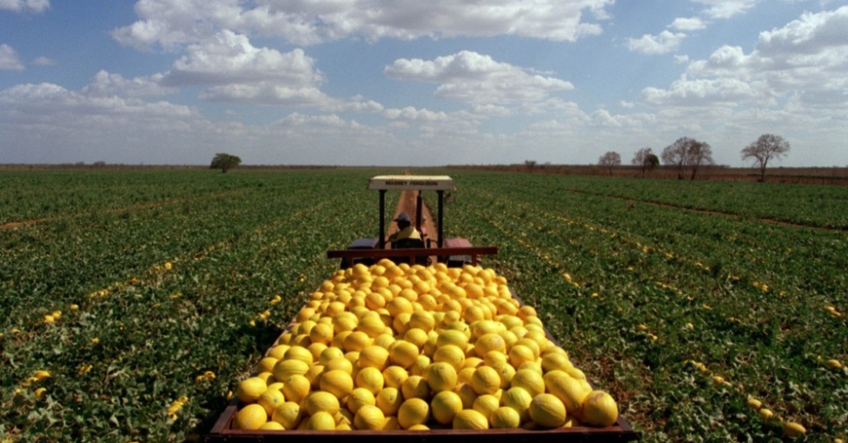 Avança acordo que mira exportação do melão potiguar para a China