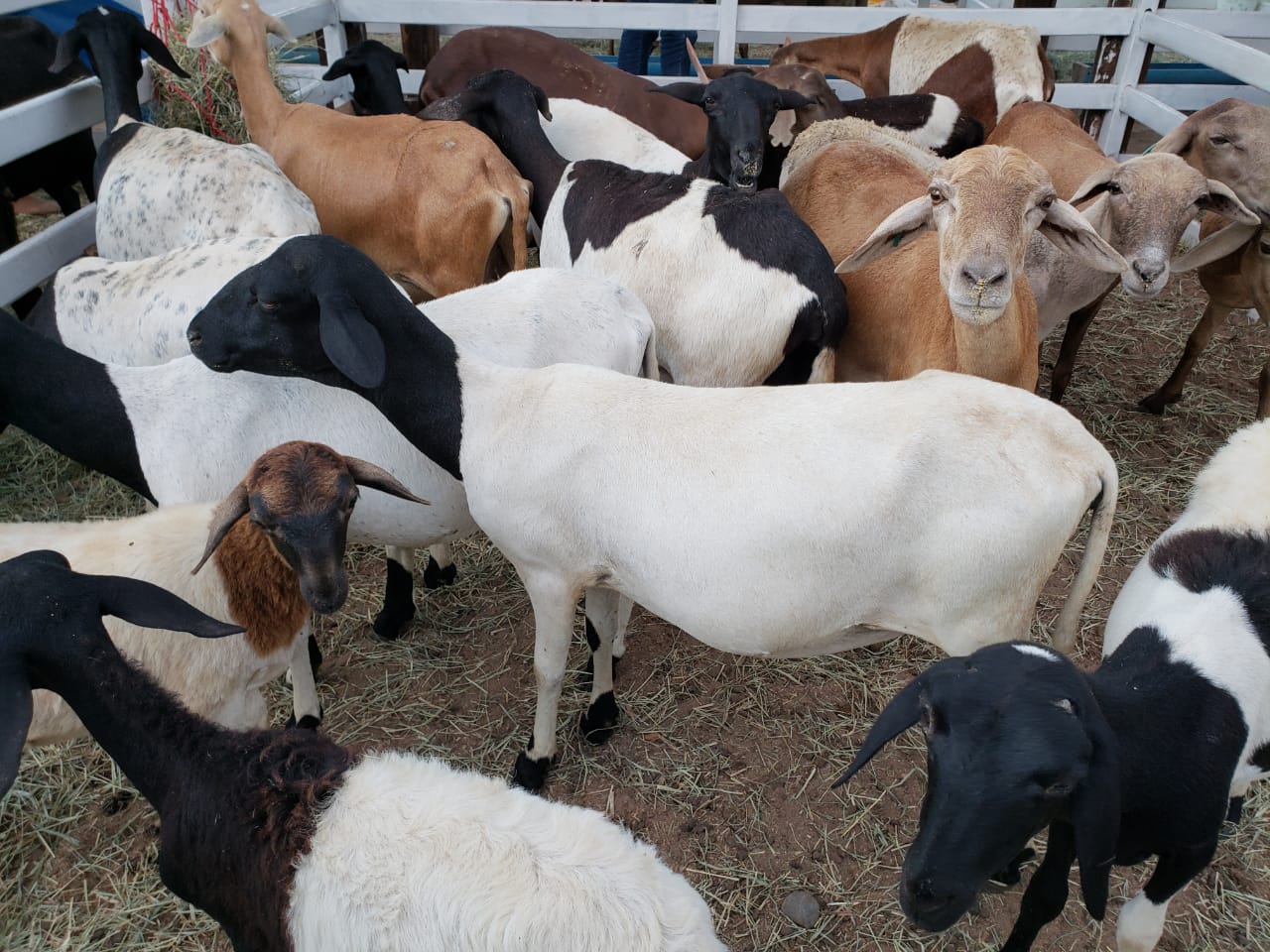 Produtores de carne de cordeiro querem regularização do mercado no RN
