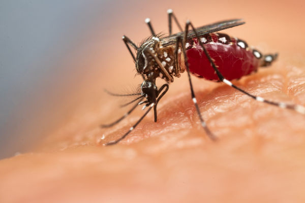 RN tem 9,2 mil casos confirmados de dengue e chikungunya, aponta boletim
