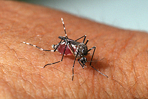 Casos confirmados de Chikungunya no RN sobem 300% em comparação com 2018