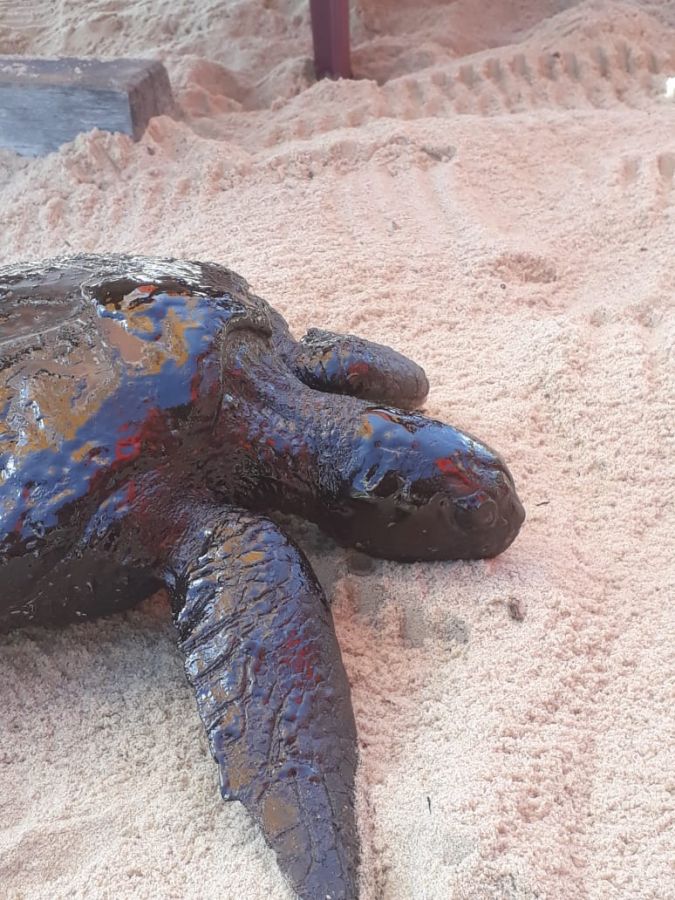 Quatro tartarugas aparecem no litoral do RN; uma estava morta e coberta de óleo