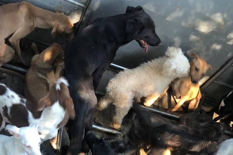 Polícia fecha fábrica clandestina que fazia linguiça com carne de cães e gatos