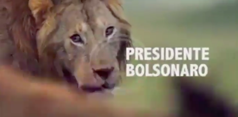 Leão x Hienas: Assista ao vídeo postado por Bolsonaro e apagado minutos depois