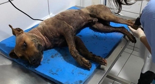 Além de feridos, cães encontrados em rinha em SP eram assados