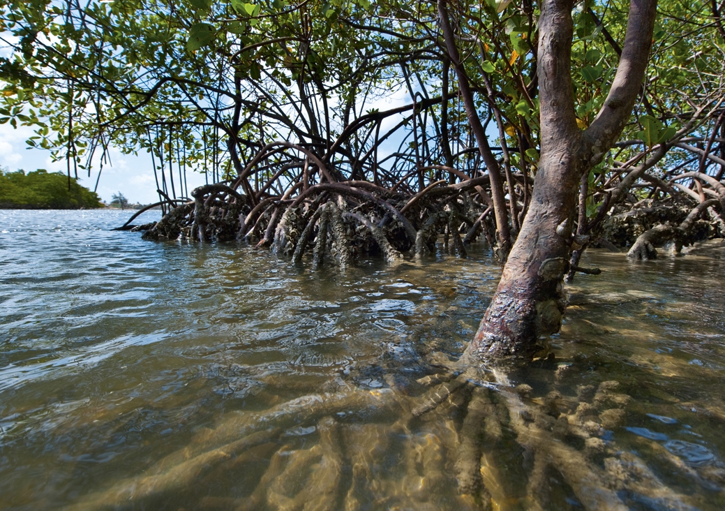 Dois corpos em decomposição são encontrados dentro de mangue em Natal